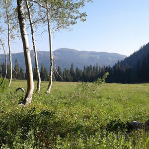 Meet your Posher, Henry